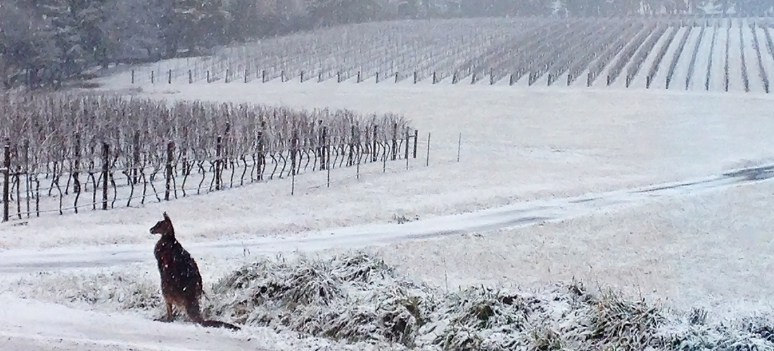 Colmar Estate, kangaroo in the snow